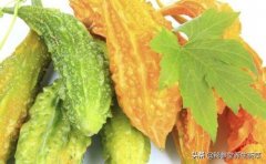 怎么用苦瓜粉减肥(苦瓜粉怎么吃减肥)