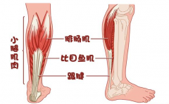 怎么能使小腿变细(瘦小腿5个动作简单)