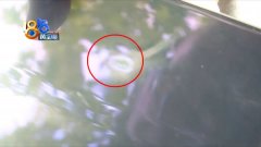 整个鼻子要花多少钱(整鼻子贵需要多少钱)