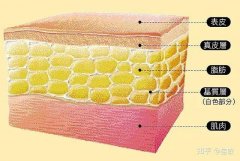 吸脂手术局麻(吸脂手术局麻多疼)