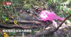 腹股沟刮痧视频(刮腹股沟刮痧手法)