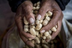 花生怎么抽脂果好(抽脂花生米)