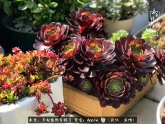 苗佳人排毒纤体贴怎么样