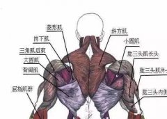 不练三角肌后束会怎么样(三角肌后束能天天练吗)
