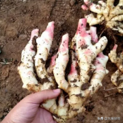 怎么吃苦瓜排毒好(苦瓜怎么吃排毒果好)