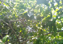 水果酵素减肥方法(水果酵素能减肥吗 怎么做水果酵素减肥)