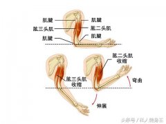 健身二头肌训练方法(健身二头肌好的训练方法)