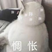 结实型肥胖怎么减肥(结实型偏胖怎么减肥)