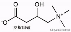 左旋肉碱怎么用(左旋肉碱怎么用果好)