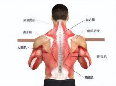 倒三角肌肉怎么练图片(倒三角肌肉图片)