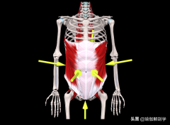 怎么练下腹(减肚子的瑜伽动作)