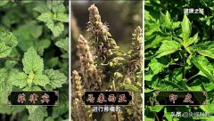 广藿香怎么抑制食欲(广藿香精油抑制食欲)