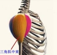 三角肌中束怎么练大(三角肌中束上部怎么才能练饱满)