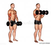 怎么锻炼肱二头肌上部(肱二头肌上侧怎么练)