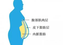 肚子肥胖怎么减肥(肚子肥胖减肥能恢复内膜厚息肉么)