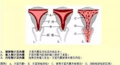 减肥太严重月经不来怎么办(减肥太严重月经不来怎么办呀)