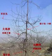 半年瘦二十斤方法(半年瘦二十斤方法有哪些)