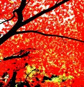 易可瘦胶囊果怎么样(易可美功)