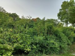 每天跑步减肥早上怎么吃(每天跑步减肥早上怎么吃比较好)