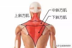 10大锻炼斜方肌的方法(什么动作可以锻炼斜方肌)