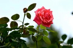 玫瑰花减肥方法(玫瑰花怎么喝减肥快)