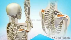 怎么训练快速收缩肌肉纤维(如何让肌肉收缩)