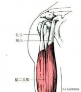 锻炼肱二头肌有的方法(怎样可以有的锻炼肱二头肌)