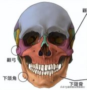 瘦脸上肌肉的方法(怎么瘦脸肌肉)