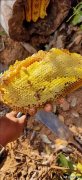 醋和蜂蜜减肥方法(醋和蜂蜜减肥方法是什么)