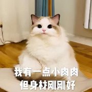 中医瘦腰腹的方法(中医瘦腰腹的方法有哪些)
