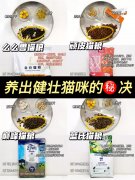 脸肉多又圆怎么减下来(脸肉多怎么瘦下来)