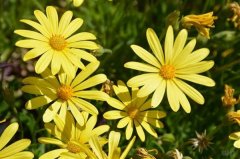 小蛮腰减肥果怎么样(用小蛮腰真的能瘦么)