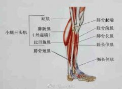 小腿肌肉粗壮怎么办(小腿粗有肌肉怎么办)