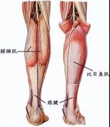 去小腿肌肉的方法(去小腿肌肉的方法有哪些)