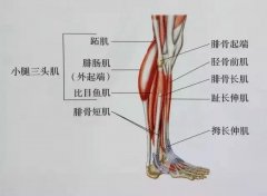 小腿拉伸方法(小腿拉伸方法视频)
