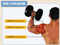 肱三头前束怎么练(三头肌前束怎么练)