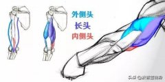 女生怎么练肱三头肌(女生练肱三头肌有什么用)