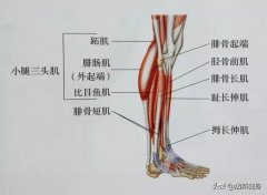 小腿肚两块硬肉怎么减(小腿肚一坨肉怎么减)