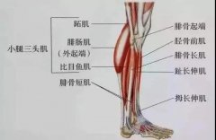 吸脂瘦腿 让你