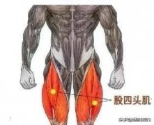 大腿围度怎么量(大腿围度怎么量?)