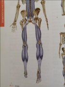 怎么瘦小腿内侧(小腿内侧怎么减肥)