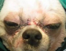 狗狗吸脂手术多少钱啊(狗狗手术要多少钱)